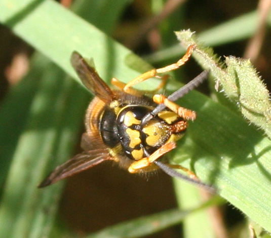 Espe terranzu: Vespula germanica (Hymenoptera, Vespidae)